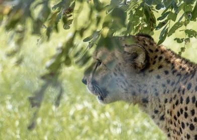 Portrait of a Cheetah