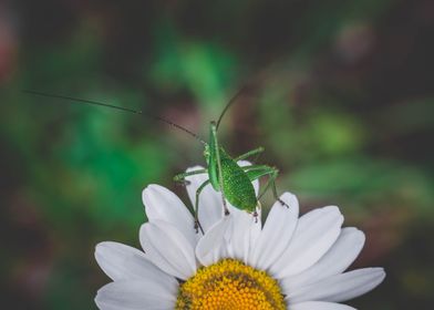 Green grasshopper on daisy