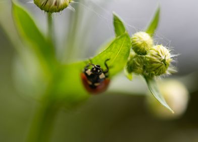 Ladybug on chamomile