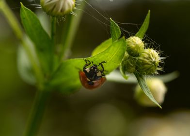 Ladybug on chamomile