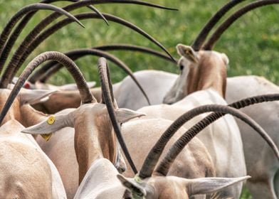 Herd of Oryx