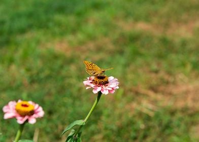 Butterfly on Zinnia flower