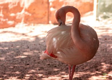 Flamingo Pose