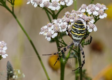 The wasp spider Argiope b