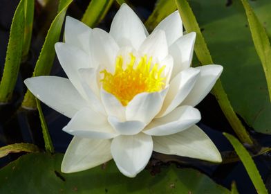 White water lily