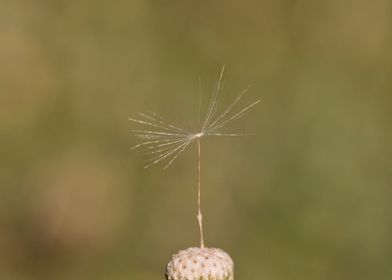 Dandelion seed