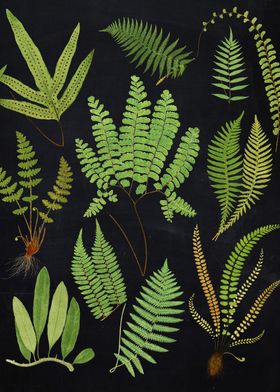 Vintage Ferns