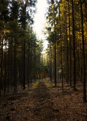 Forest Landscape in Summer