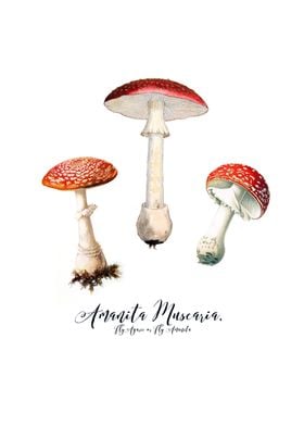 Amanita Muscaria