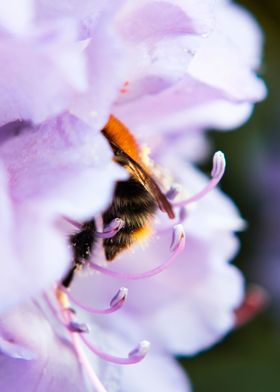 Bumblebee at work