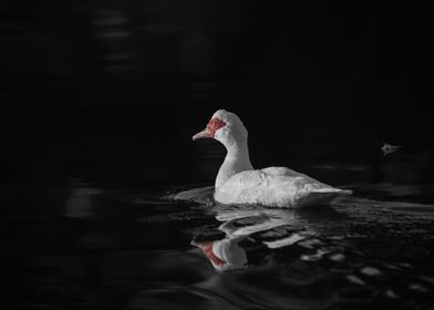 Red Face Muscovy