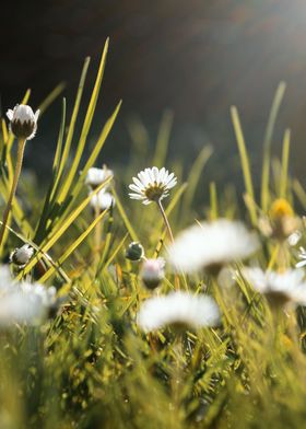 Daisy in the sun 