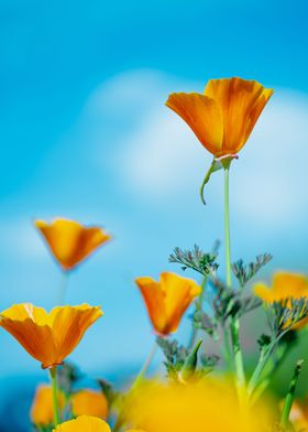 Sky flowers