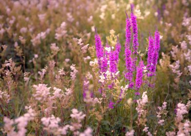 Wild Flowers