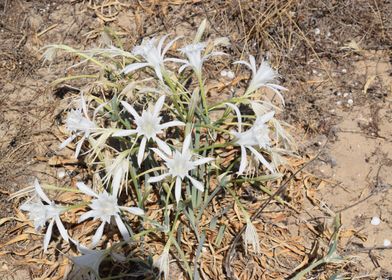 Sea daffodil flowers