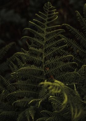 Dark Fern