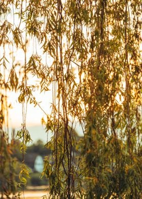 Leaf Curtain