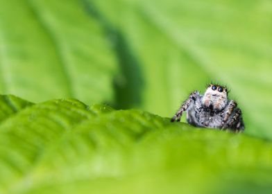 jumping spider 