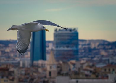 Seagull over Marseille