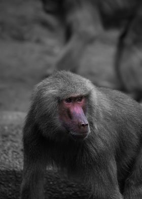 A Red Faced Baboon