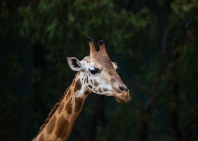 Giraffe In The Rain