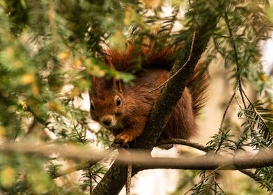 Swiss Squirrel