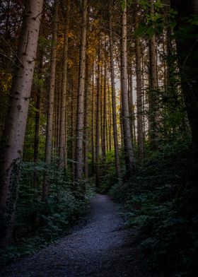 Shining through the Forest