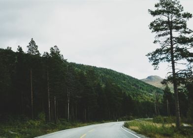 Road alongside trees