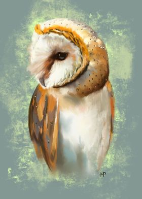 Barn Owl