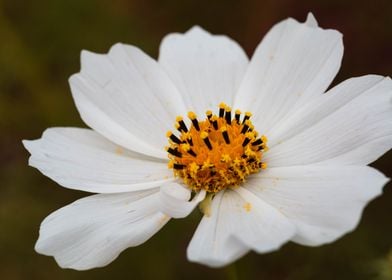 White cosmos flower