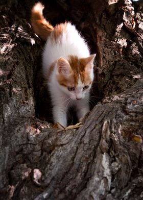 Red haired cat