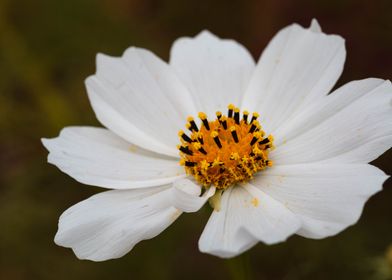 White cosmos flower