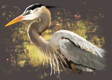 Grey Heron