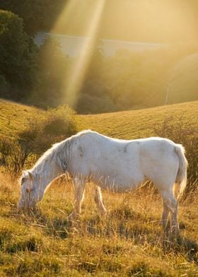 Pony at dusk