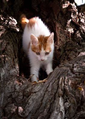 Red haired cat