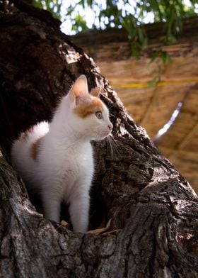 Red haired cat