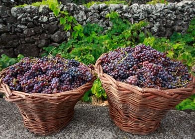 Grape harvest