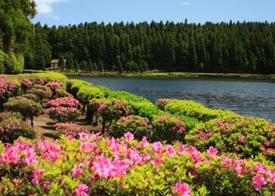 Azaleas and lake