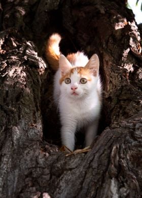 Red haired cat