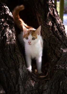 Red haired cat