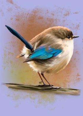 Fairywren