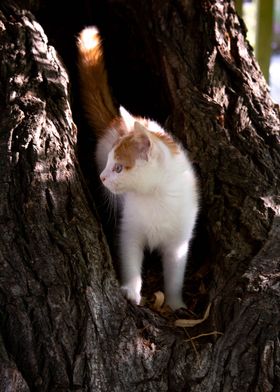 Red haired cat