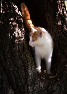 Red haired cat