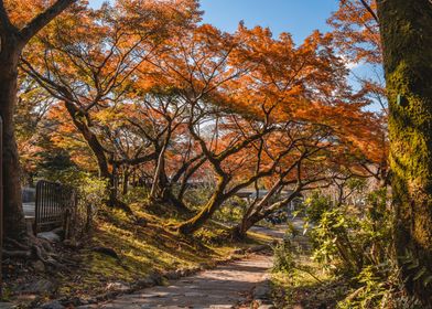 Maruyama Park in Kyoto