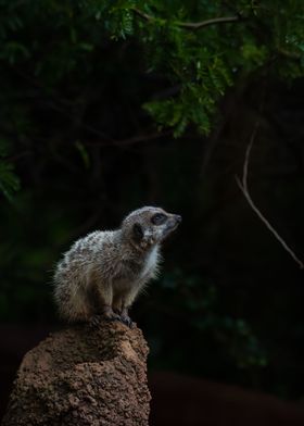 Meerkat Perched Gazing Up