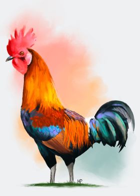 Cockerel