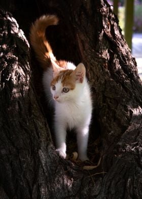 Red haired cat