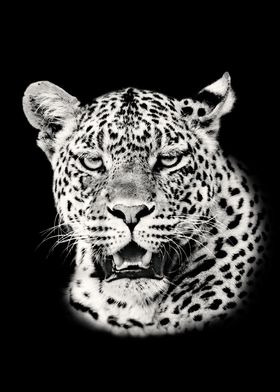 Leopard Face Close Up