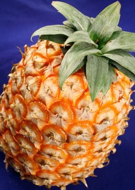 Azores pineapple