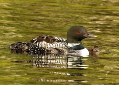 Loon Tranquility